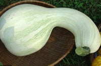 White Cushaw – Pumpkin Seed