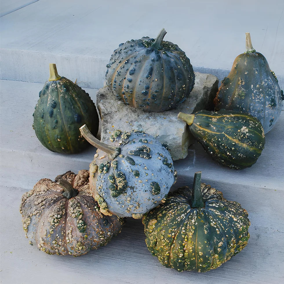 Winter Squash- Musquee de Maroc 25g