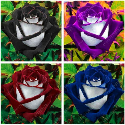 Black Rose Flower Colorful Rose Petals Plant Seeds