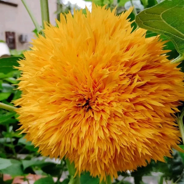 Teddy Bear Sunflower Seeds