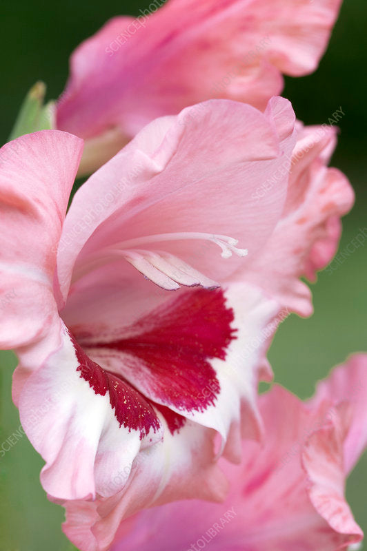 Wine Roses Pink Red Bulb