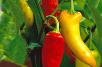 Capsicum- Hungarian Sweet Wax Red