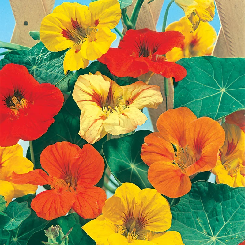 Trailing Nasturtium Mix – Flower Seed