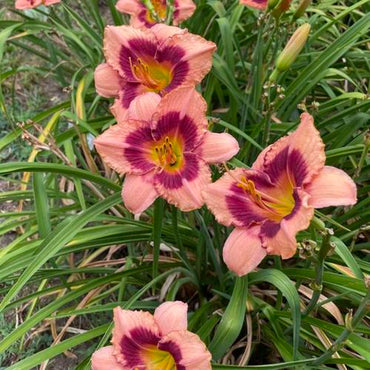 Wineberry Candy Reblooming Daylily