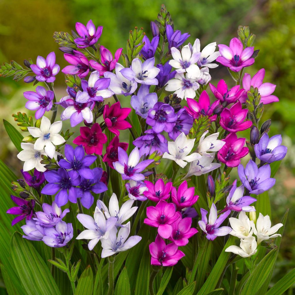 Baboon Flower Mixture