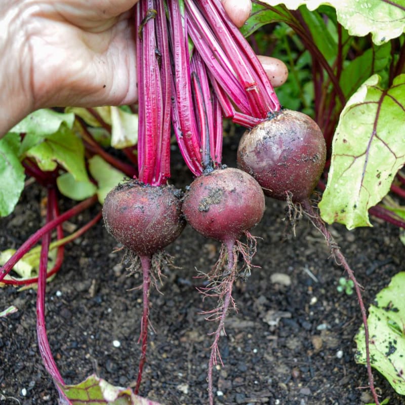 Babybeat – Baby Beet Seeds