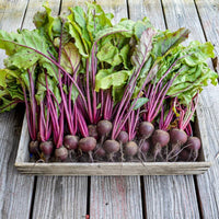 Babybeat – Baby Beet Seeds