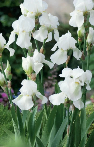 Iris Germanica White Magic Bulbs