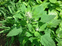 Bathuya, Bathua Vegetable Seeds