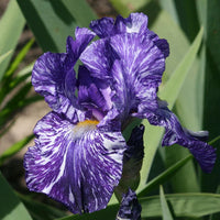 Batik Bearded Iris Seeds