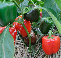 Ace – Bell Pepper Seed