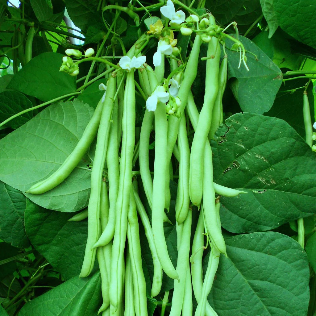 Bush Beans Vegetable Seeds