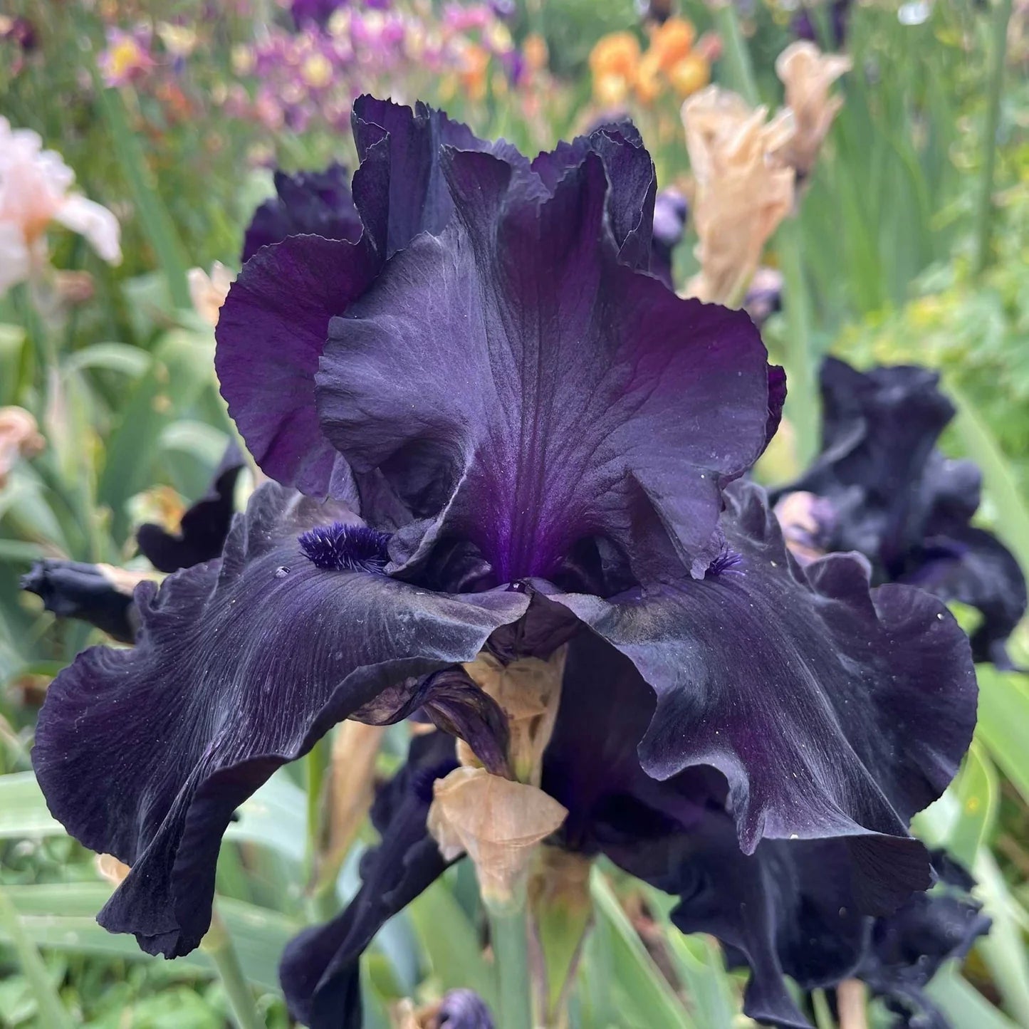 Black Is Black Bearded Iris