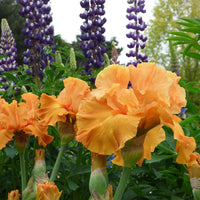 Edgefield Glow Bearded Iris