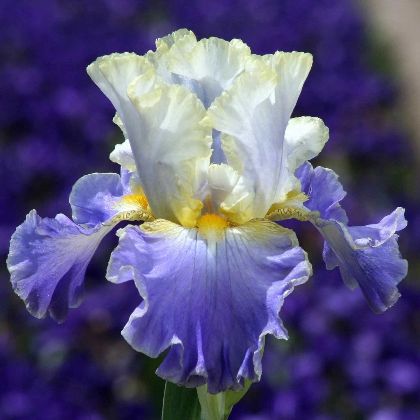 Autumn Breeze Reblooming Bearded Iris Seeds