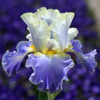 Autumn Breeze Reblooming Bearded Iris Seeds