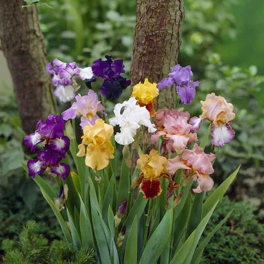 Two-Tone Bearded Iris Mixture