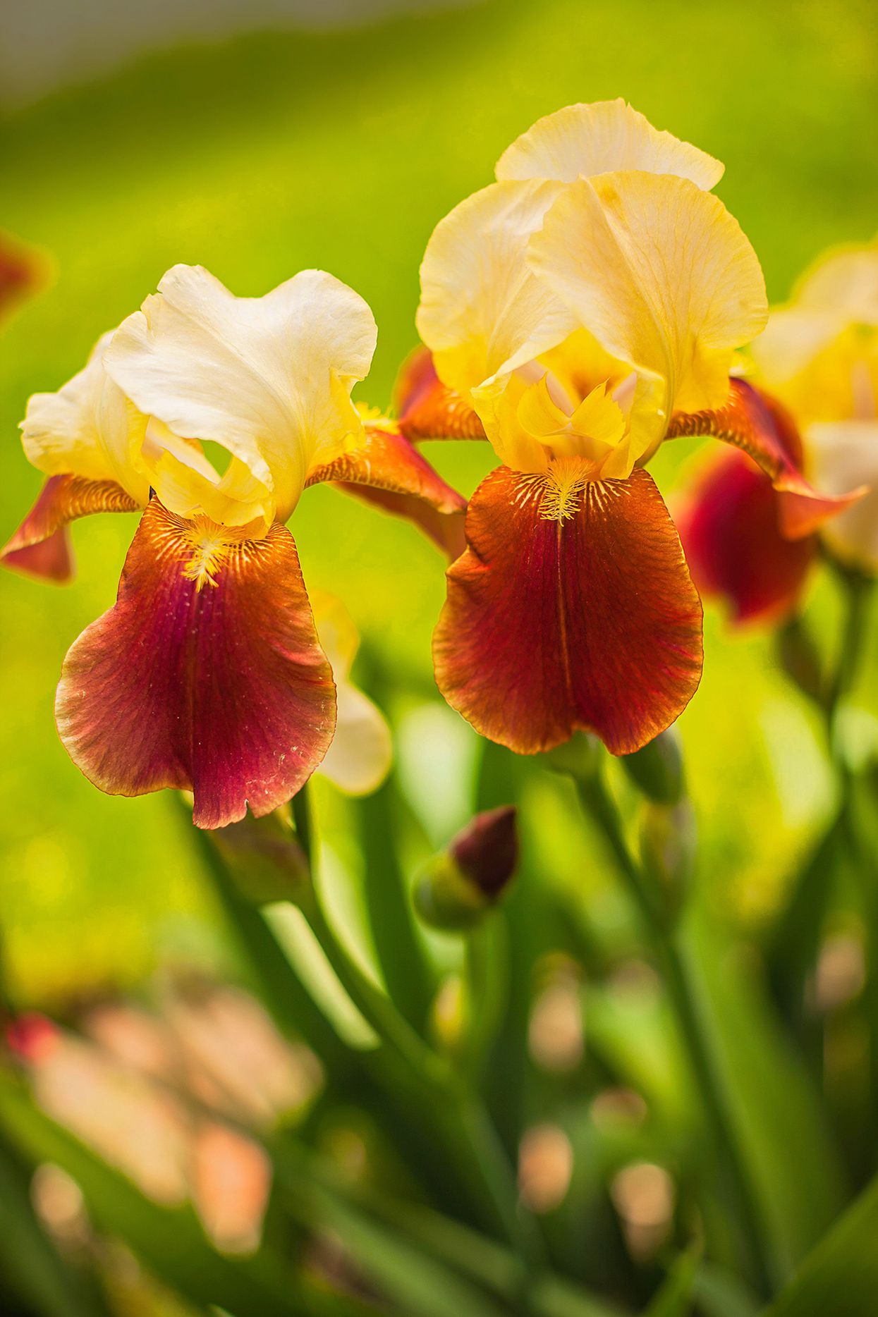 All the Time Reblooming Bearded Iris Seeds