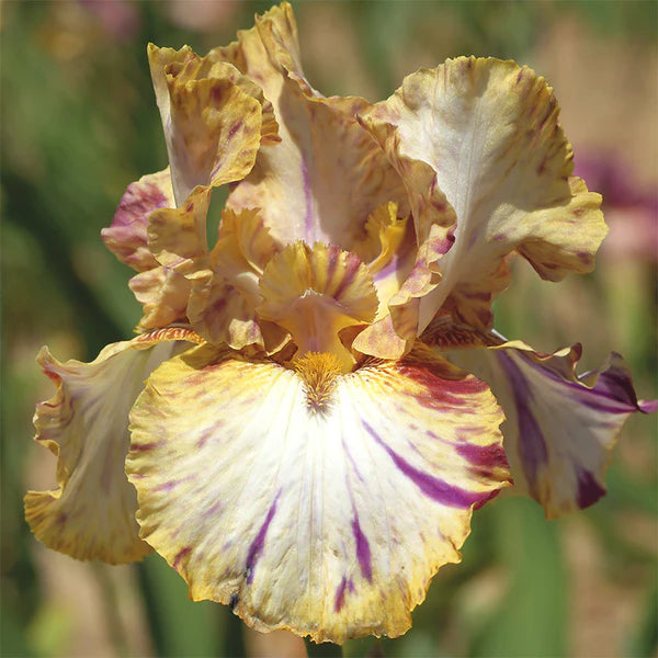 Toucan Tango Bearded Iris Seeds