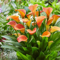 Beatrix Calla Lily