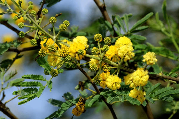 Hardy Acacia Nilotica Babul Seeds