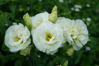 Mariachi Lime Green Lisianthus