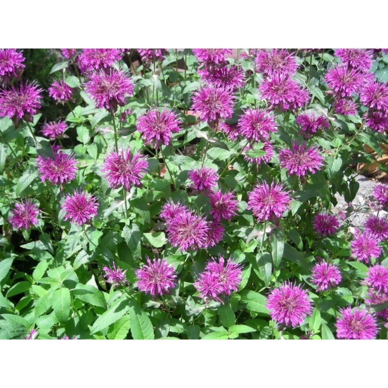 Lemon Mint – Monarda Seed