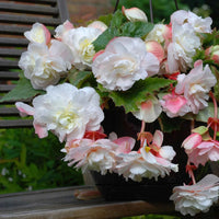 Angelique Hanging Begonia