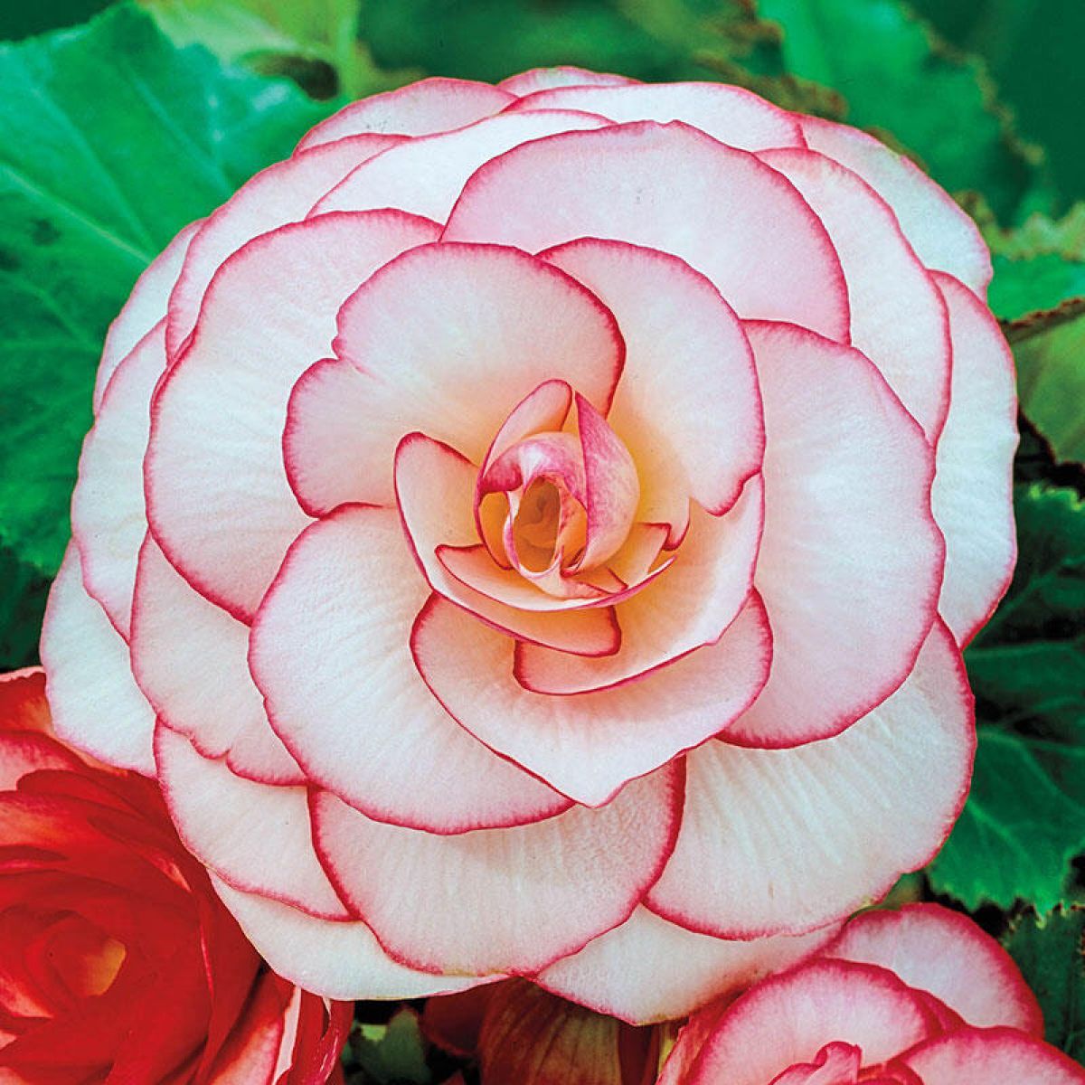 White-Red Picotee Begonia