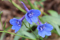 Belladonna Mix – Delphinium Seed