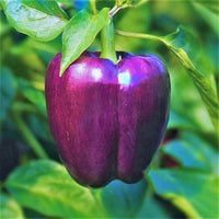 Capsicum- Purple Beauty