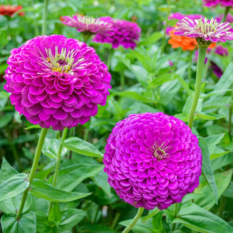 Zinnia- Benary's Giant Purple