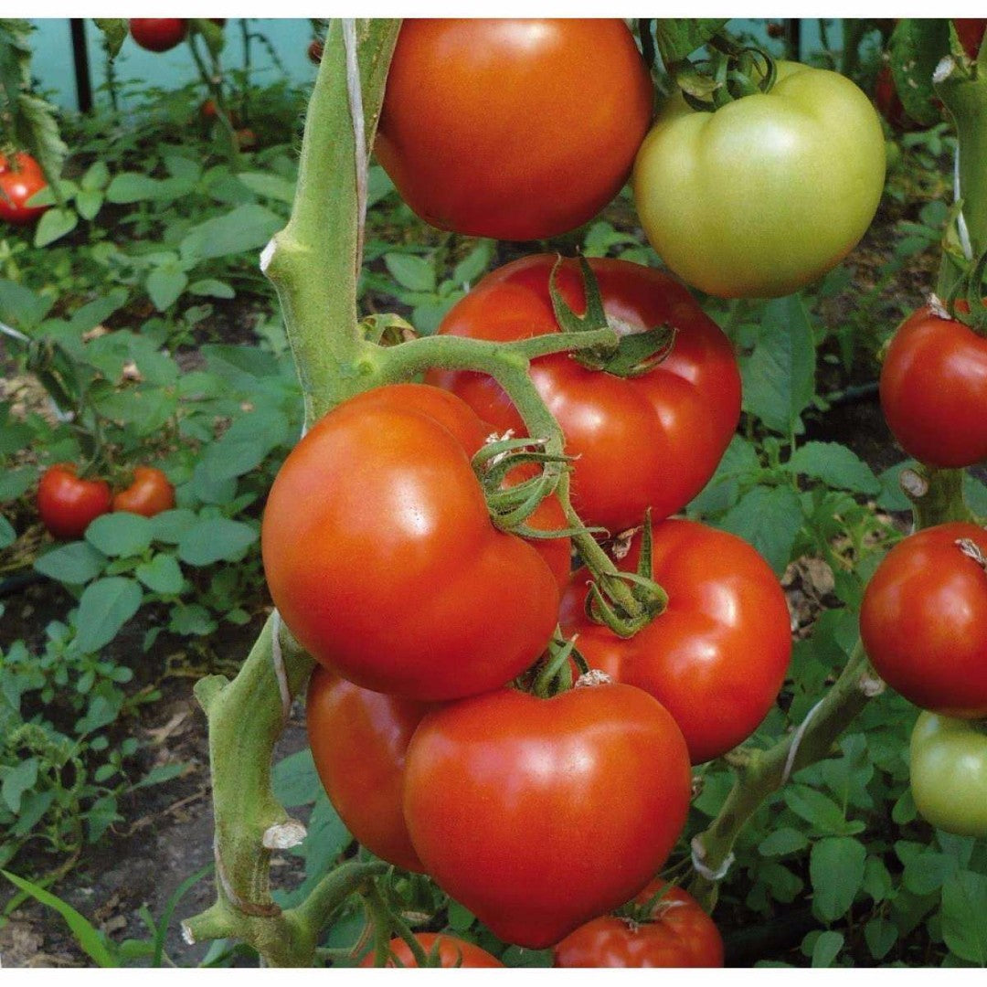 Bolseno – Tomato Seed