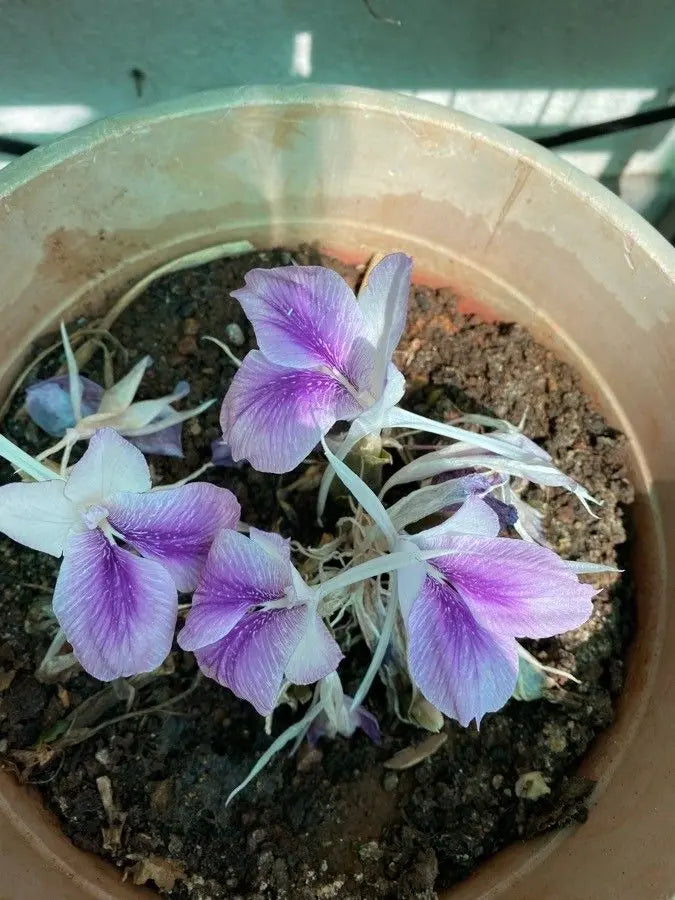 Kaempferia Rotunda White Purple Bulbs