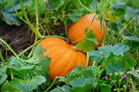 Pumpkin Hybrid Vegetable Seeds