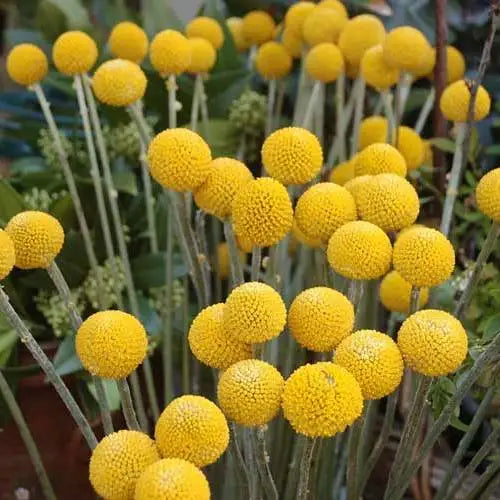 Billy Buttons