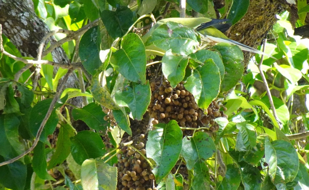 Unique Bischofia Javanica Tree Seeds