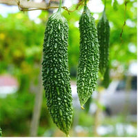 Bitter Gourd Jonpuri Vegetable Seeds