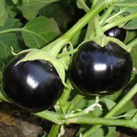 Brinjal Hybrid Round Vegetable Seeds