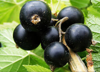 Black Currant