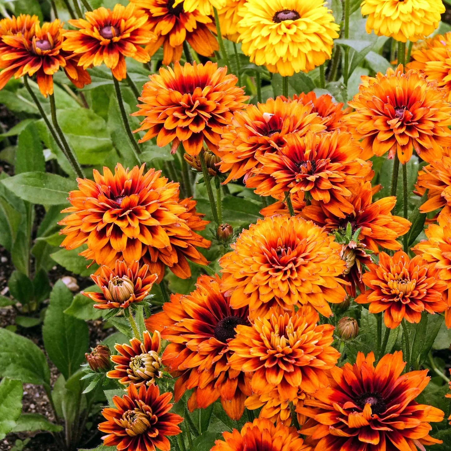 Cherokee Sunset Mix – Rudbeckia Seed