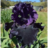 Black Is Black Bearded Iris