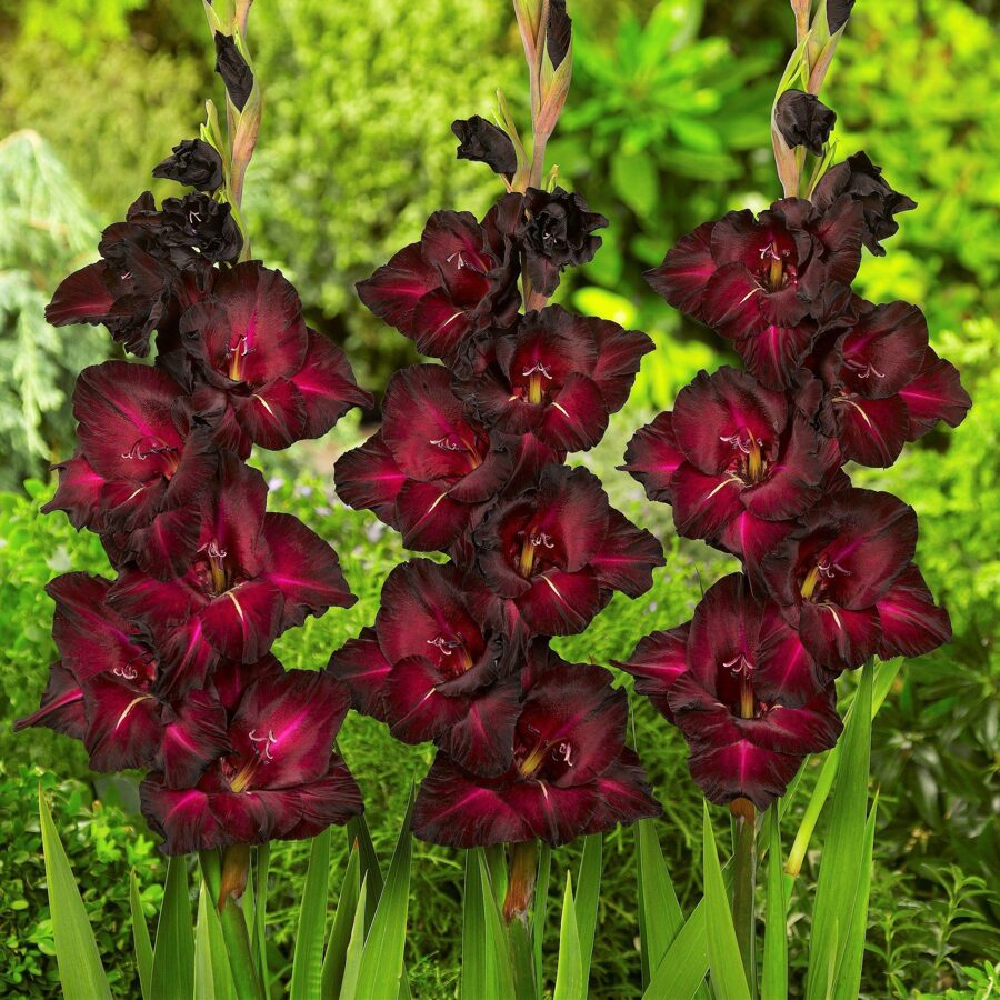 Black Sea Gladiolus