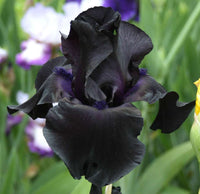 Black Suited Bearded Iris