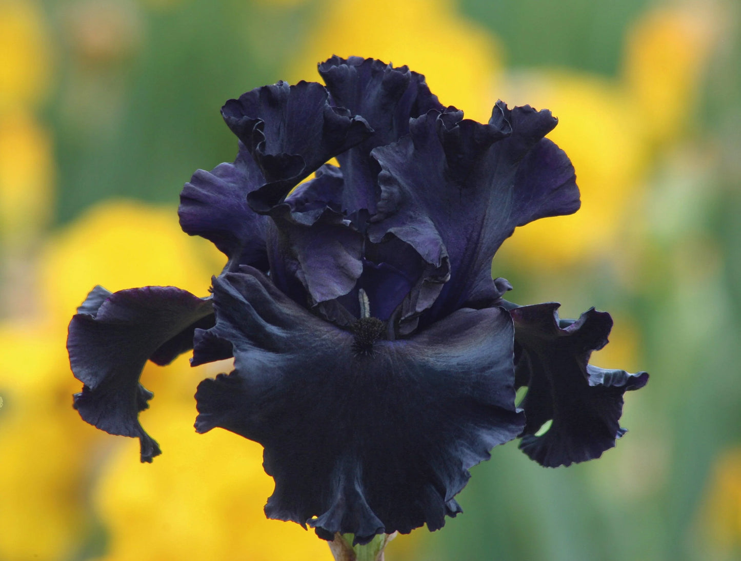 Black Is Black Bearded Iris Seeds