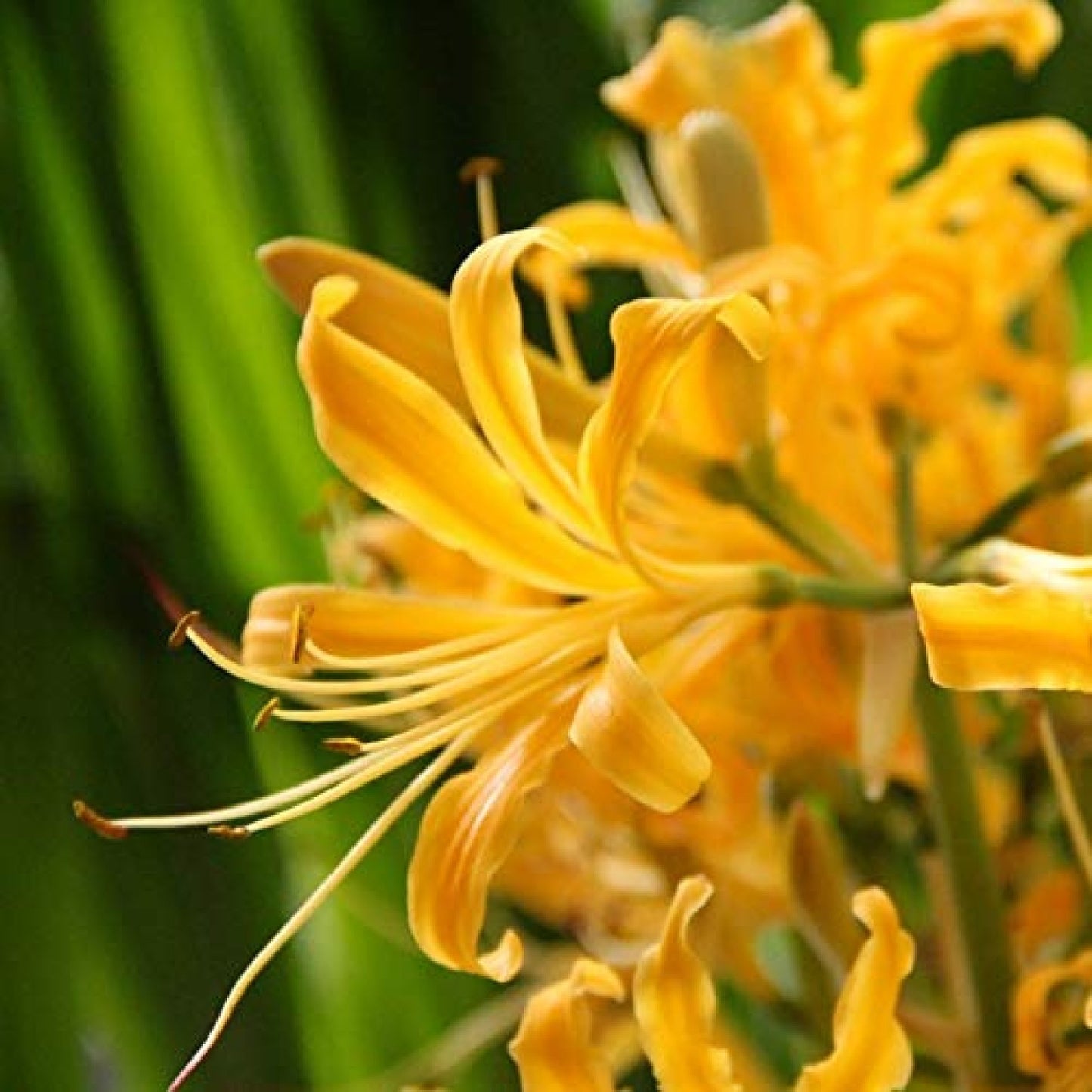 Golden Spider Lily Lycoris Aurea Yellow Bulb