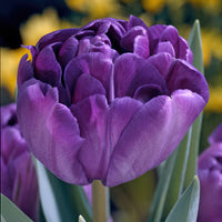 Tulip Diamond Bulbs