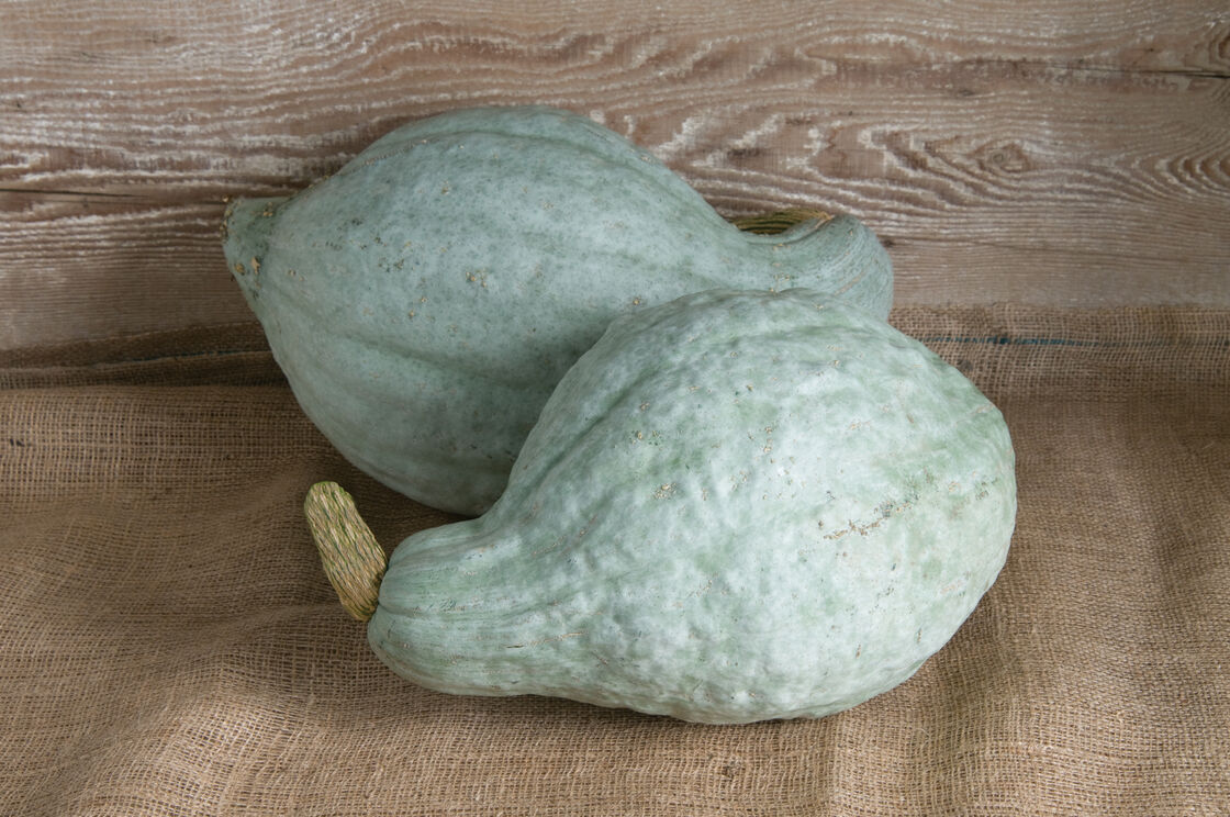 Blue Hubbard – Organic Hubbard Squash Seed