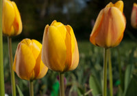 Tulip Blushing Apeldoorn Yellow Bulbs