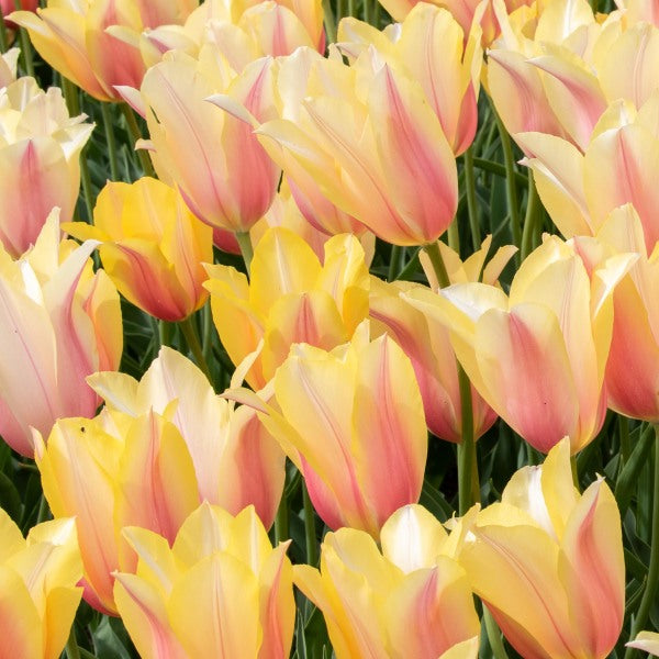 Yellow Dynasty Tulip Seeds